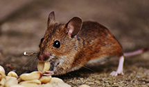 24 Hour & Emergency Exterminators in Haverhill, OH